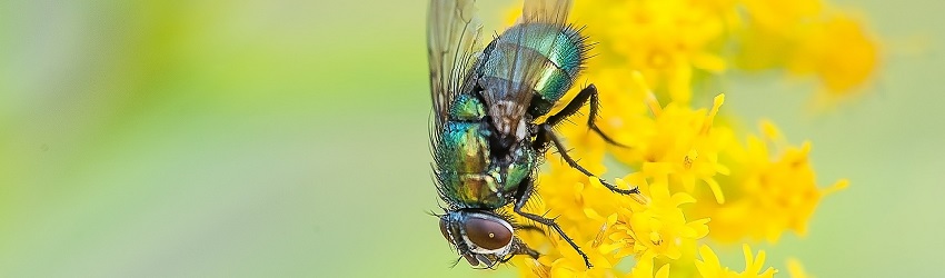 Fliegen Schädlingsbekämpfung