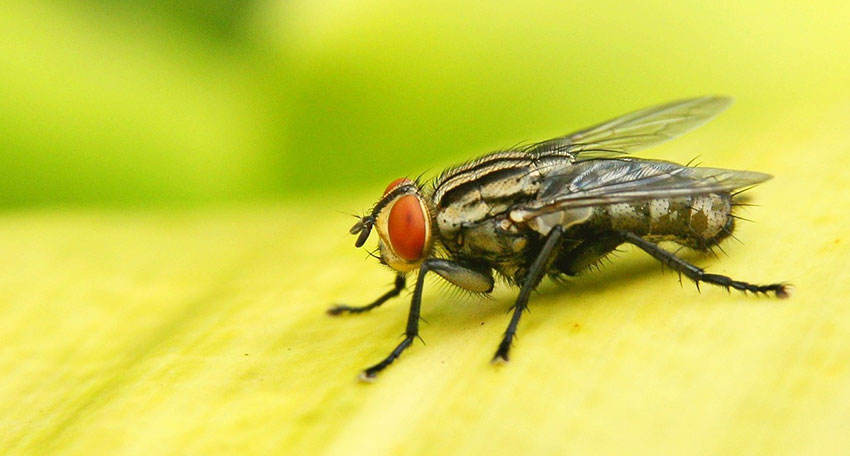 Fliegenbekämpfung