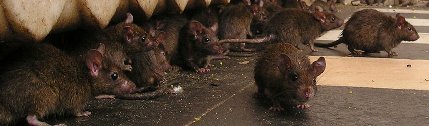 Ratten Schädlingsbekämpfung